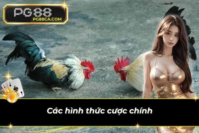 Hai phương pháp vào tiền cho chiến kê yêu thích