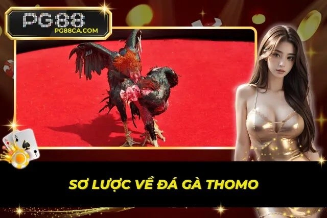 Khái quát về đá gà Thomo thú vị