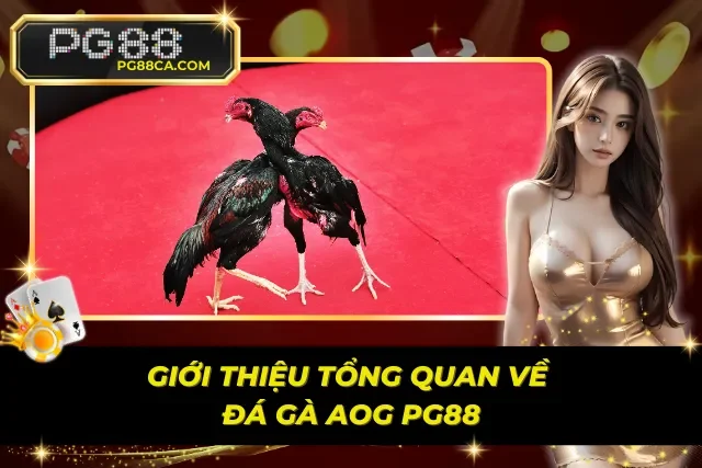 Tìm hiểu sơ lược đá gà AOG trên nền tảng uy tín