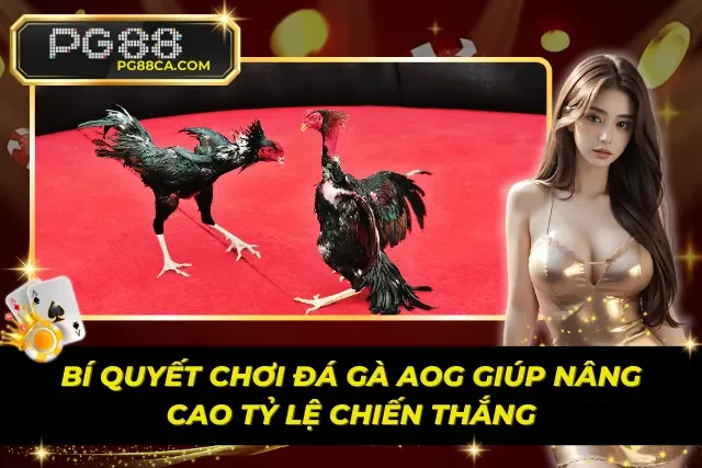Kinh nghiệm chơi đá gà AOG hiệu quả hơn 