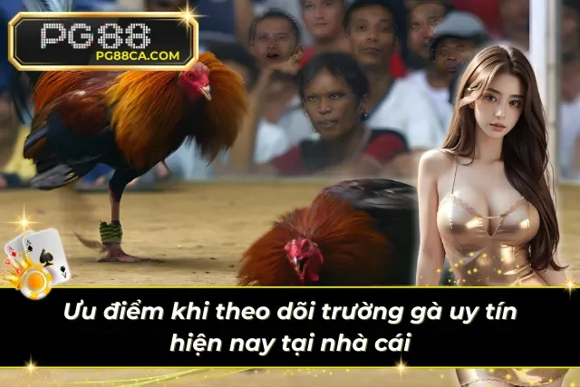 Lợi ích khi truy cập dữ liệu đá gà tại hệ thống cược