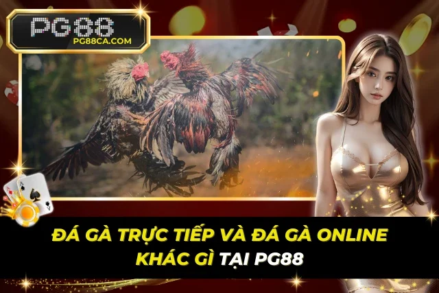 Đá Gà Trực Tiếp Và Đá Gà Online Khác Gì